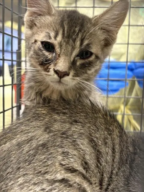 Adoptable Cat