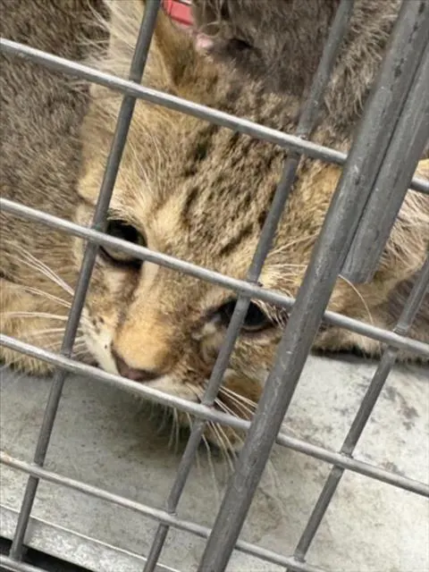Adoptable Cat
