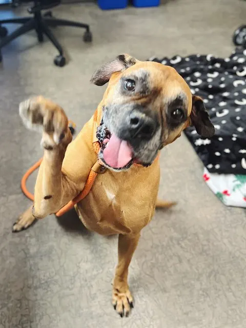 Moby - Adoption Pending