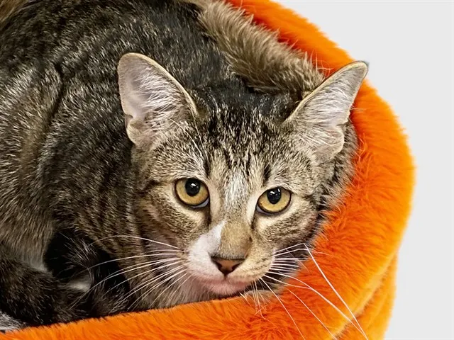 Papaya
