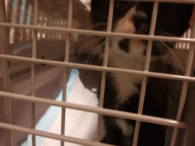 Adoptable Cat