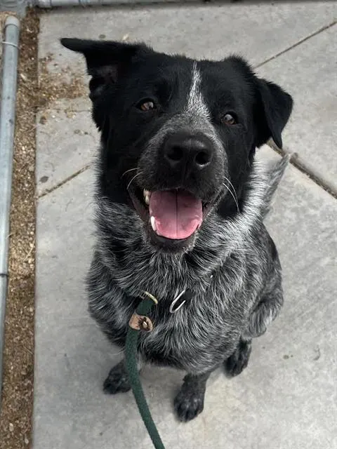 Milo