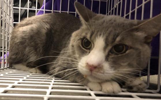 Adoptable Cat