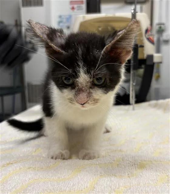 Adoptable Cat