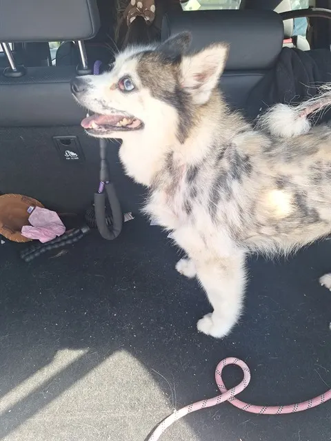 Adoptable Dog