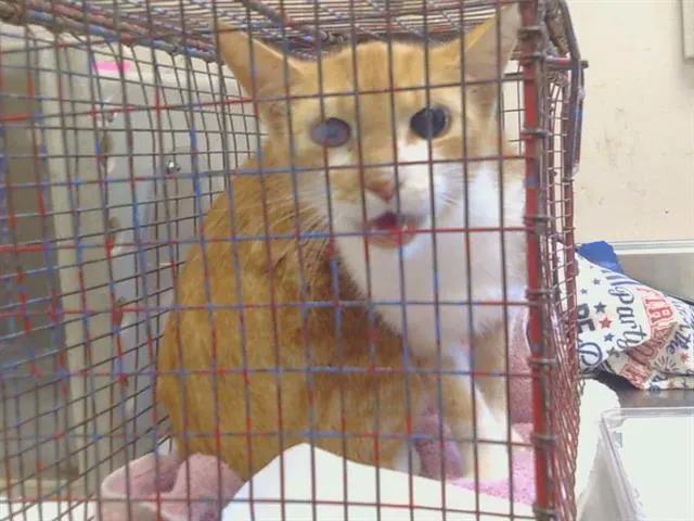 Adoptable Cat