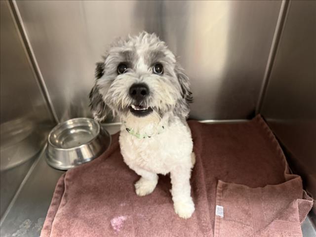 Adoptable Dog