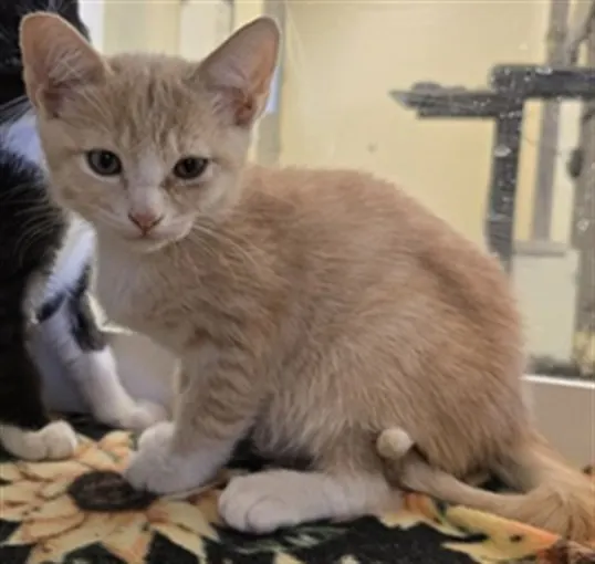 Adoptable Cat