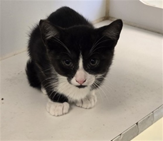 Adoptable Cat