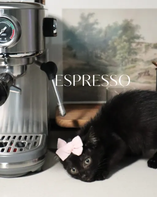 Espresso