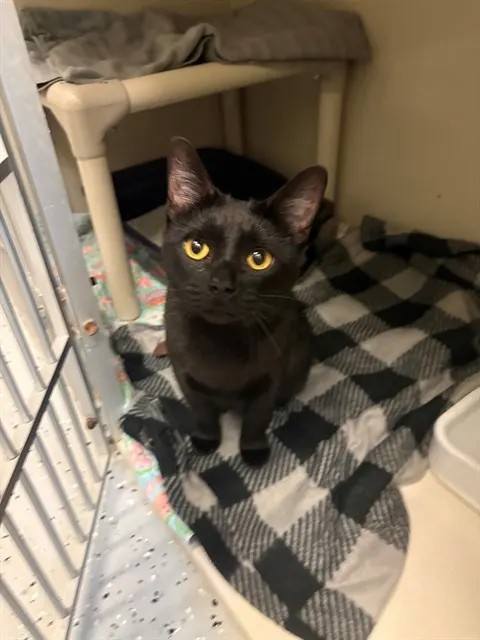Salem