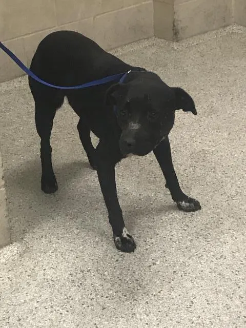 Adoptable Dog