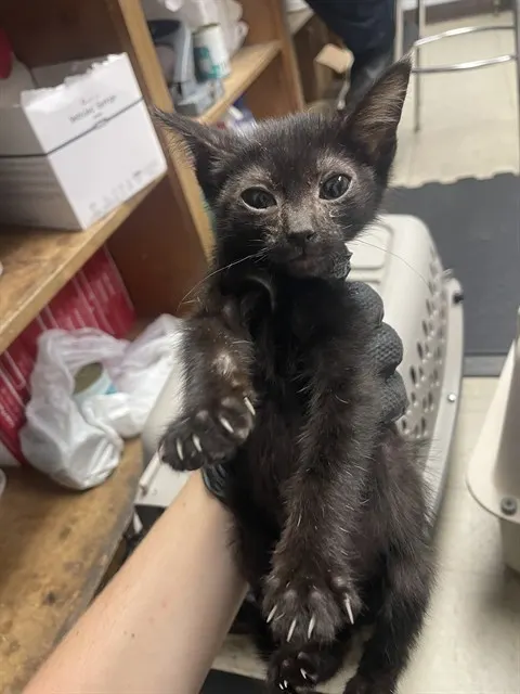 Nacho
