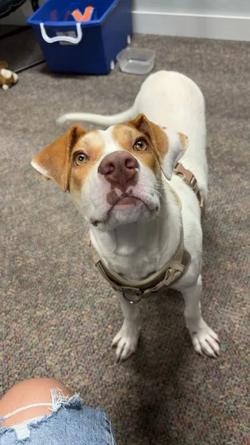 Adoptable Dog