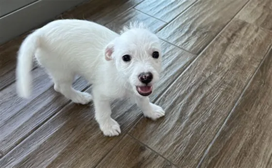 Polar