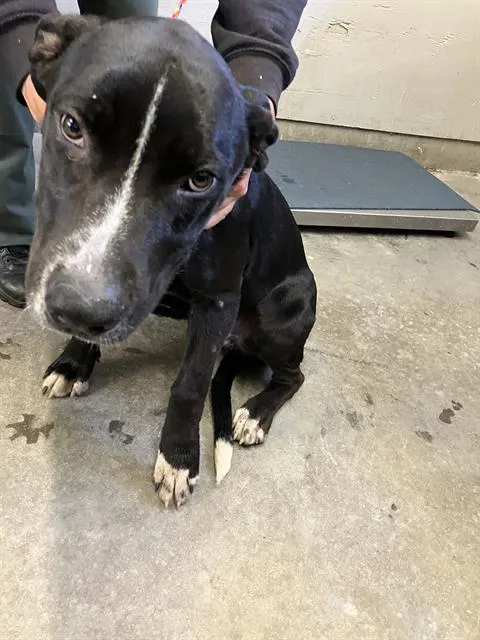 Adoptable Dog