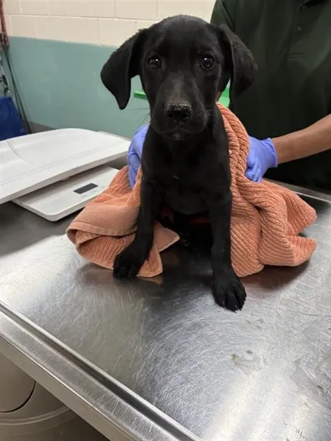 Adoptable Dog