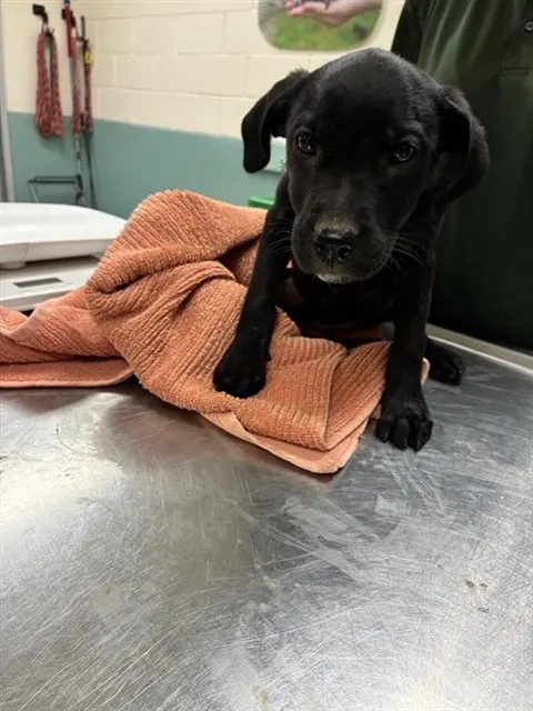 Adoptable Dog