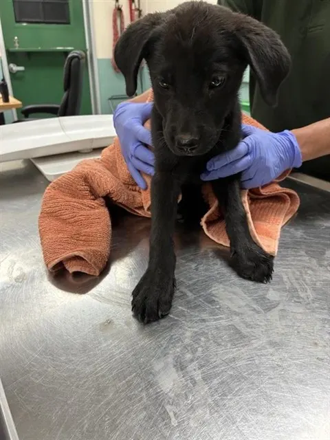 Adoptable Dog
