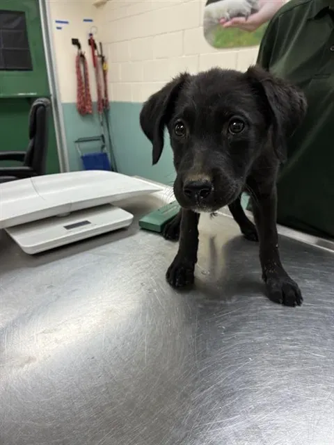 Adoptable Dog
