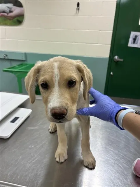 Adoptable Dog