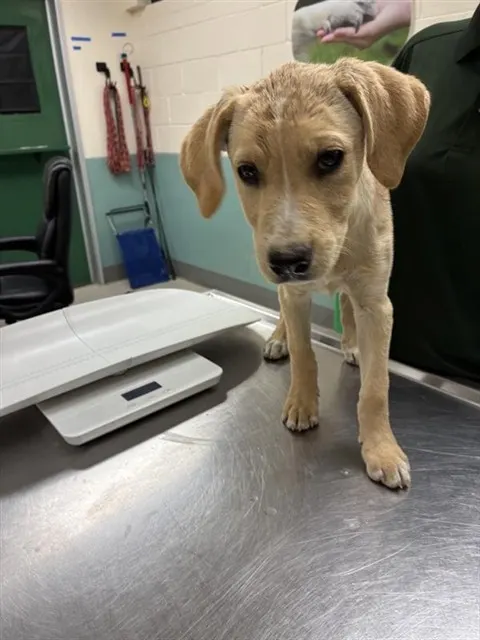 Adoptable Dog