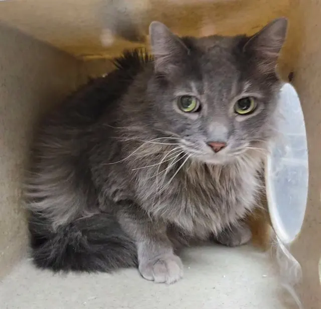 Adoptable Cat