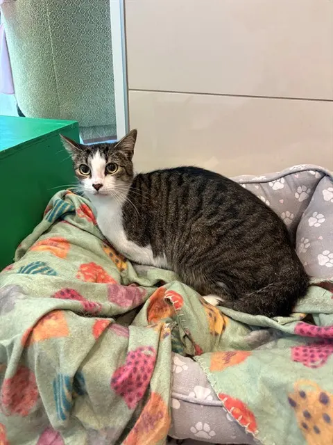 Thomas
