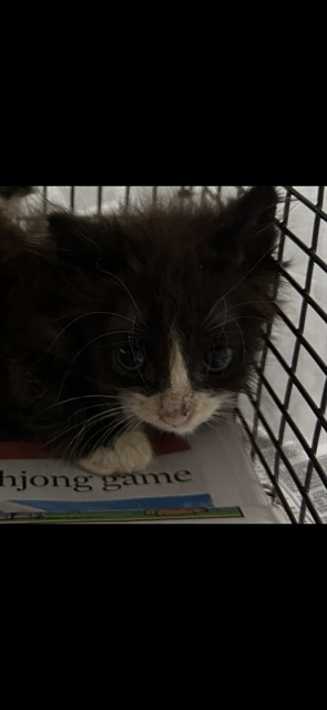 Adoptable Cat