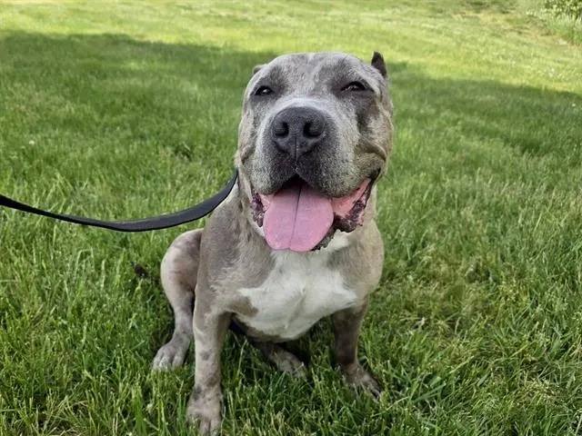 Nova