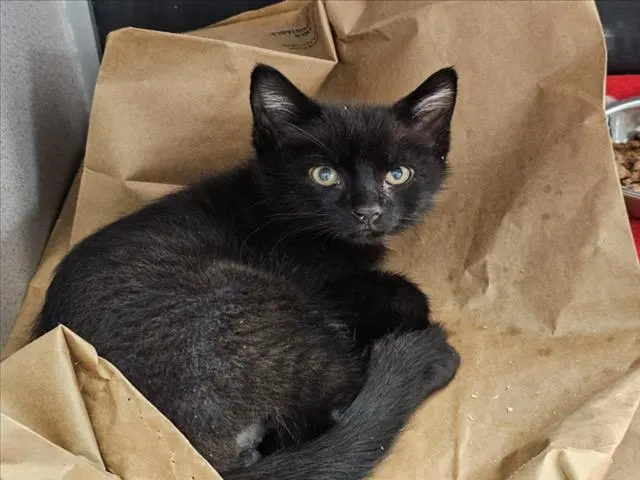 Coco