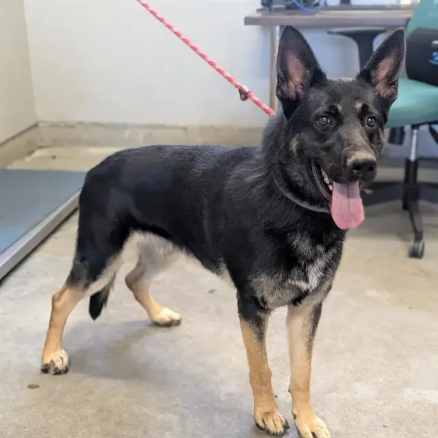 Adoptable Dog