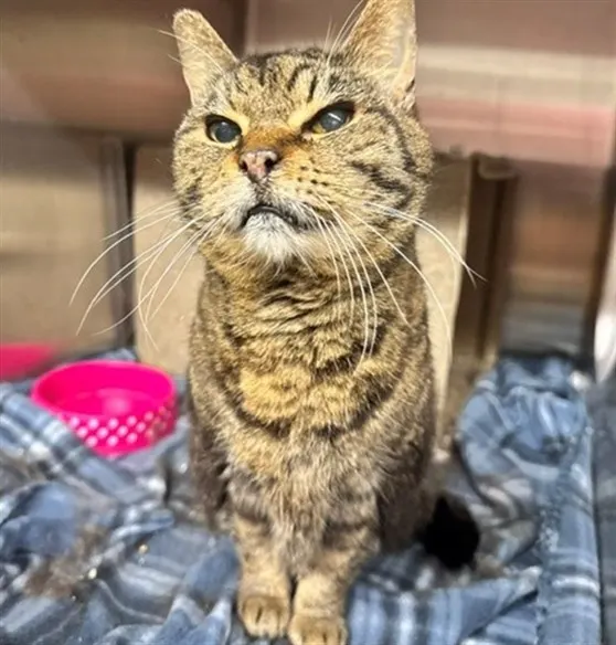 Gertrude