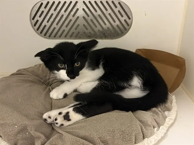 Adoptable Cat