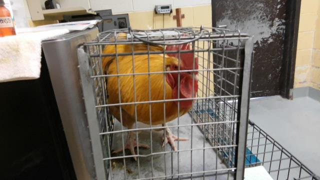 Chanticleer