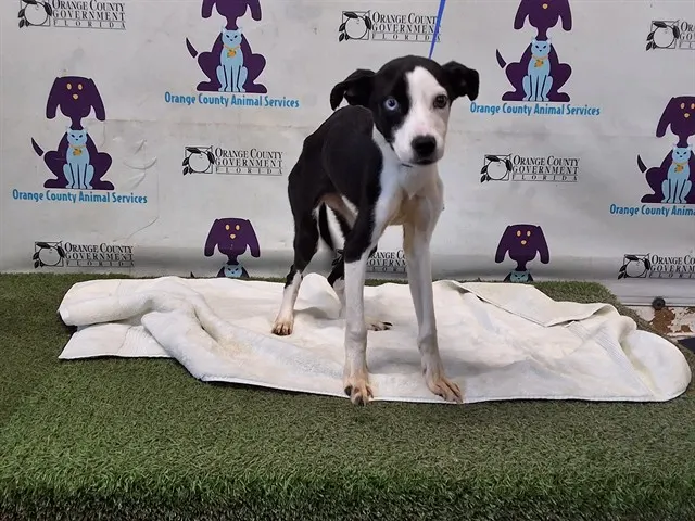 Adoptable Dog