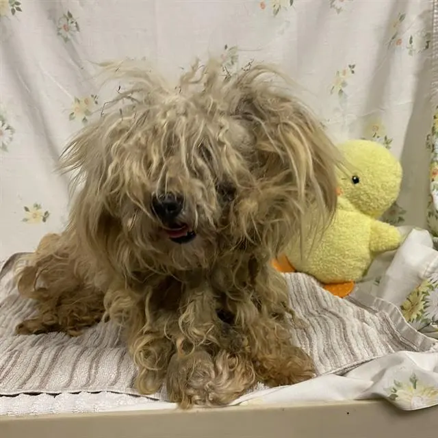 Adoptable Dog