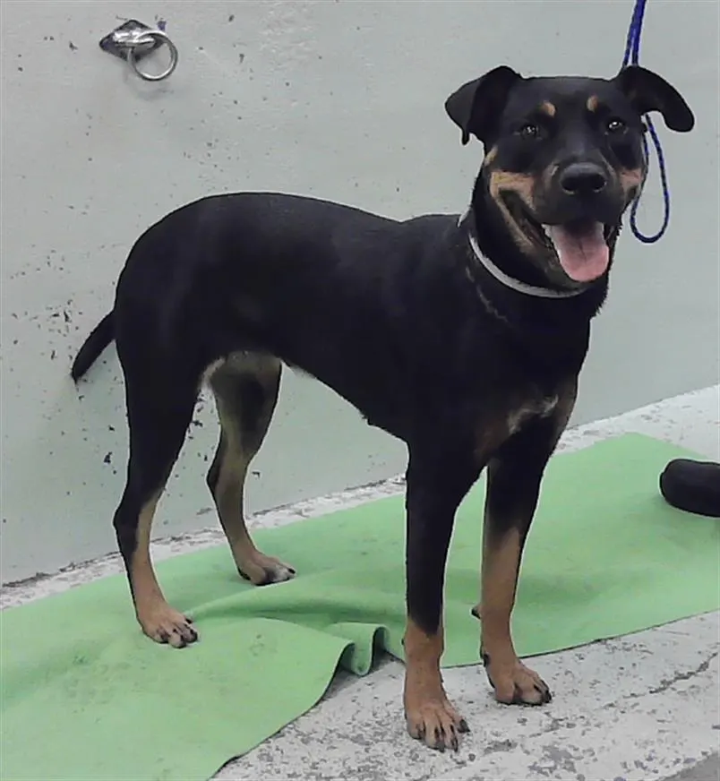 Adoptable Dog