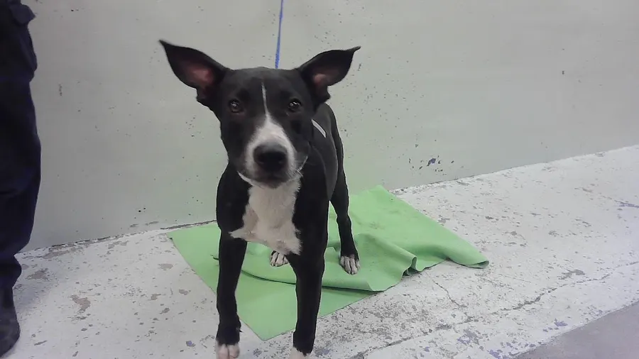 Adoptable Dog