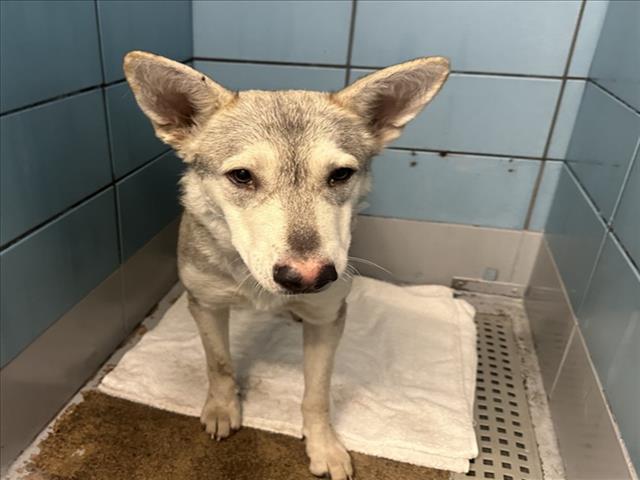 Adoptable Dog