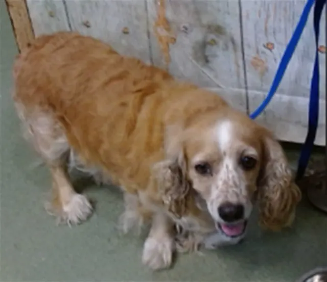 Adoptable Dog