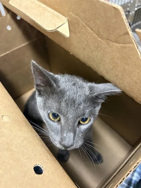 Adoptable Cat
