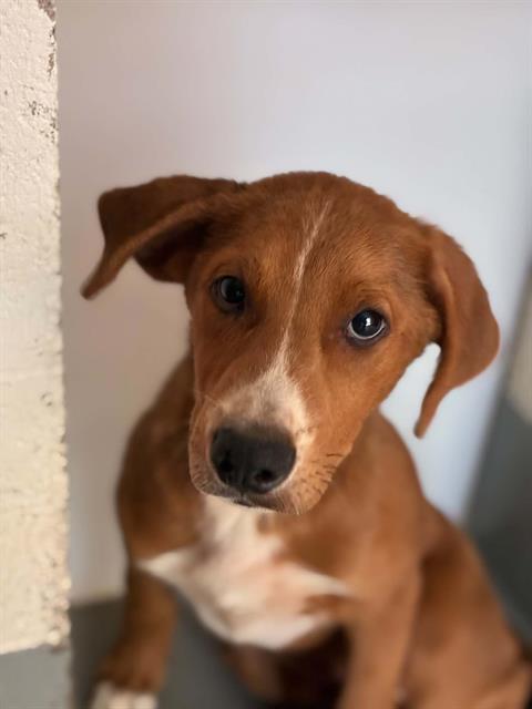 Adoptable Dog