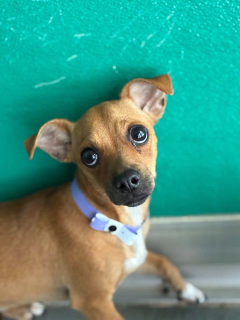 Adoptable Dog