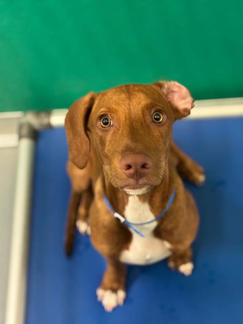 Adoptable Dog