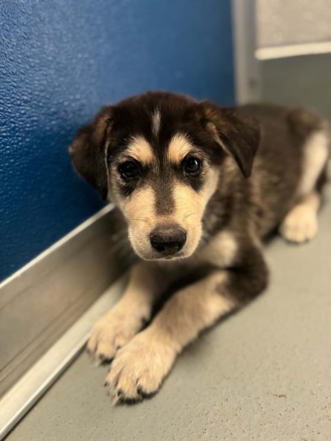 Adoptable Dog