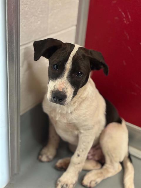 Adoptable Dog