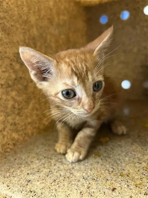 Adoptable Cat