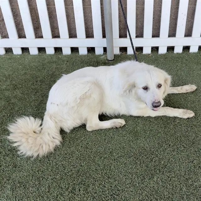 Adoptable Dog