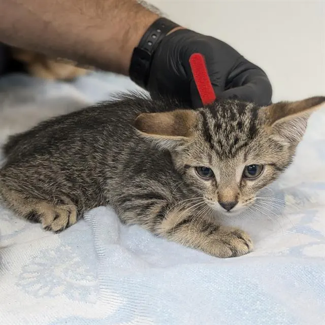 Adoptable Cat